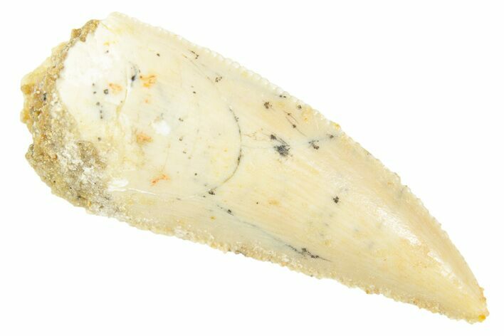 Serrated Raptor Tooth - Real Dinosaur Tooth #364719